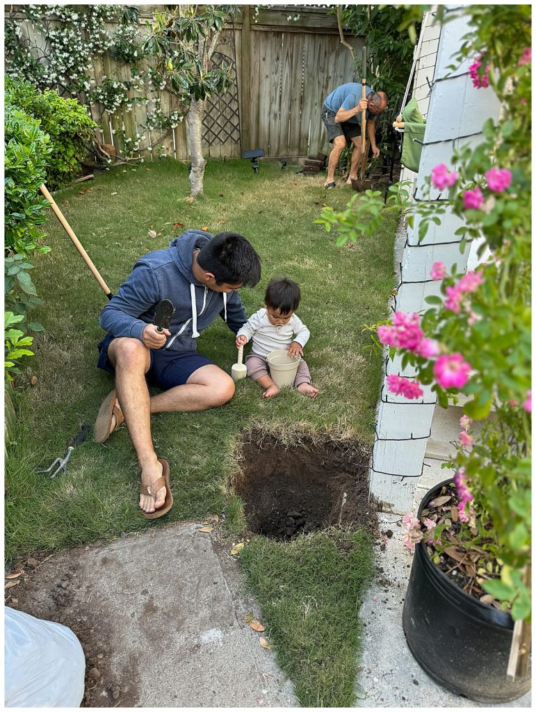 Father and Son planting roses in galveston